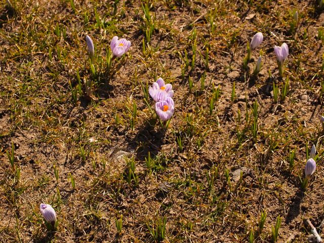 Click to see this image of flowering crocus!