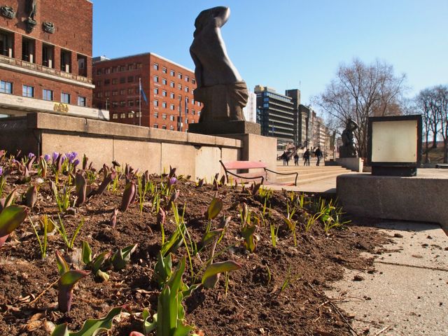 Click to see this image of crocus near City Hall in Oslo, Norway!