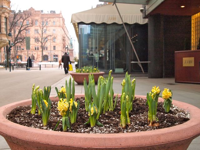 Click to see this image of yellow Hyacinth in Helsinki!