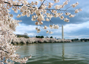 Click to see this image of cherry blossoms in Washington, D.C.!